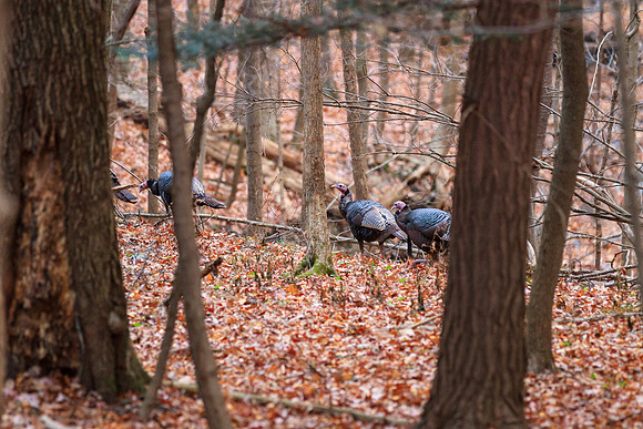 Happy Thanksgiving everyone!  And an even happier Thanksgiving for these gals still roaming the woods!