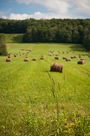 Hay herd 1