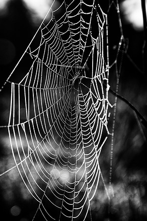 Morning dew on a spiderweb