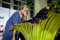 Titan Arum