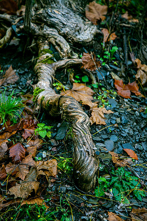 _MG_9064