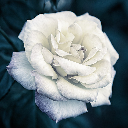 Rose of a different color