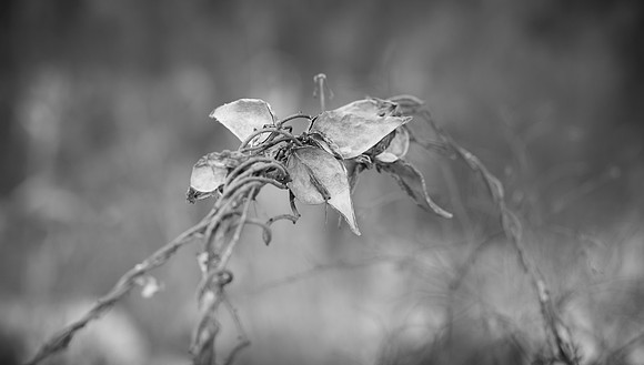Milkweed pod wrapped up by vines