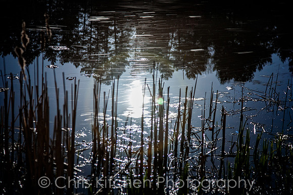 Moonrise reflection on Houston pond at Cornell University Plantations Arboretum long exposure