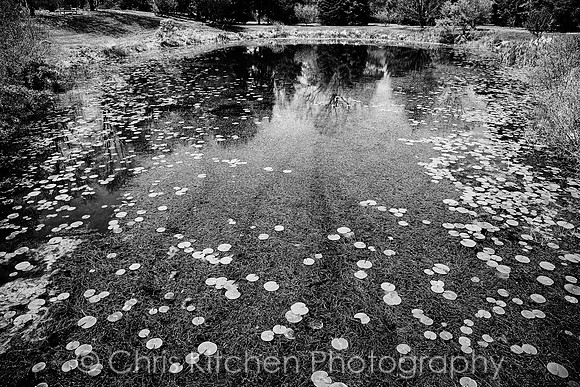 Pond at Cornell Plantations Arboretum