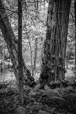 In the woods