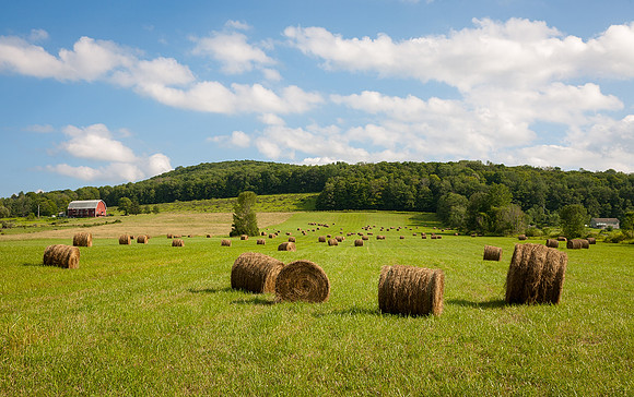Hay herd 2