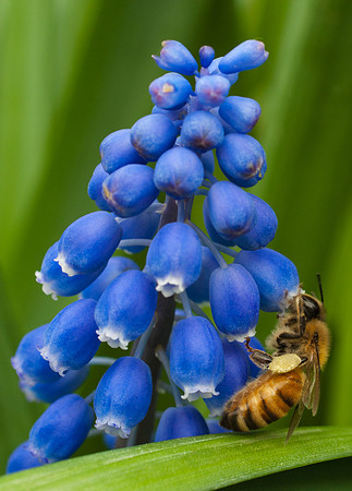 Bee on a Grape Hyacinth