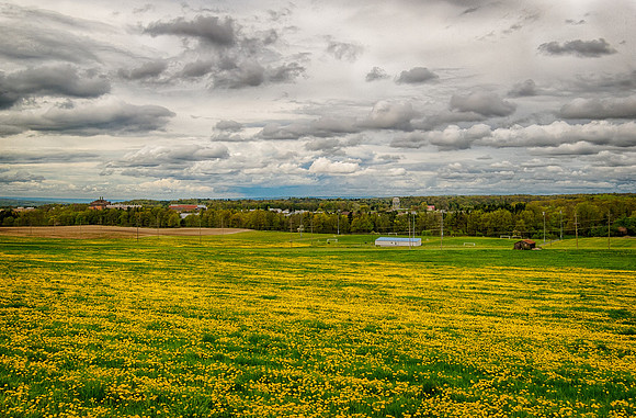 A field of Dandelions with parts of Cornell visible in the background. HDR image