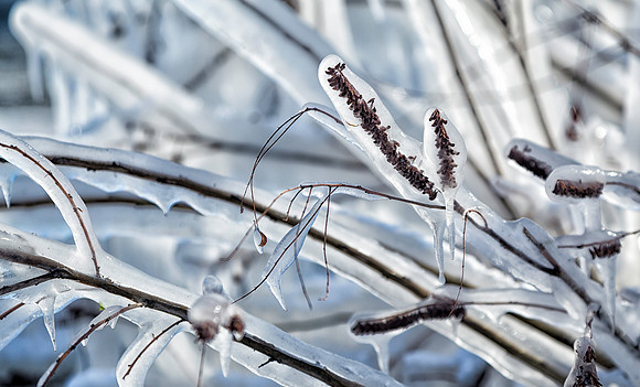 Frozen on the shores of Seneca Lake.