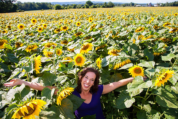 A beautiful flower amongst the Sunflowers